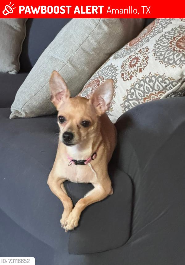 Lost Female Dog last seen Southlawn área near walmart, Amarillo, TX 79110