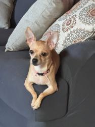 Lost Female Dog last seen Southlawn área near walmart, Amarillo, TX 79110