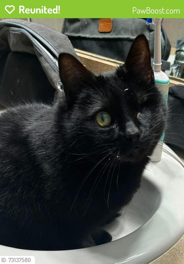 Reunited Female Cat last seen Lum Rd between Summers and Slattery, Attica, MI 48412