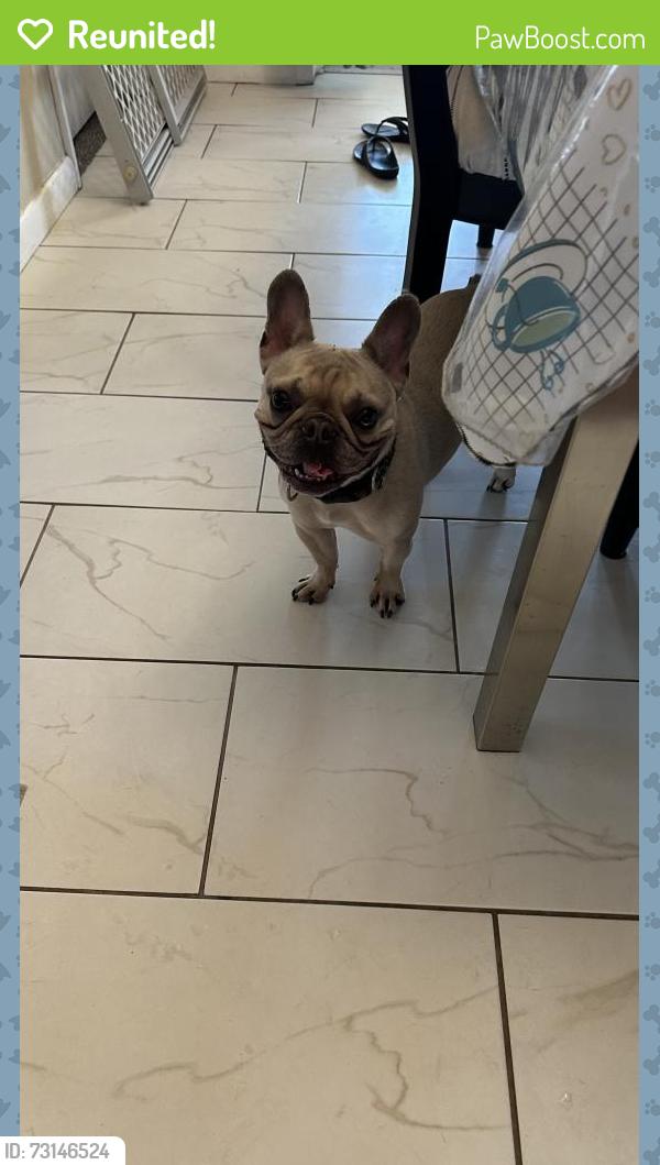 Reunited Male Dog last seen SE 61st, High Pointe Subdivision, Ocala, FL 34480