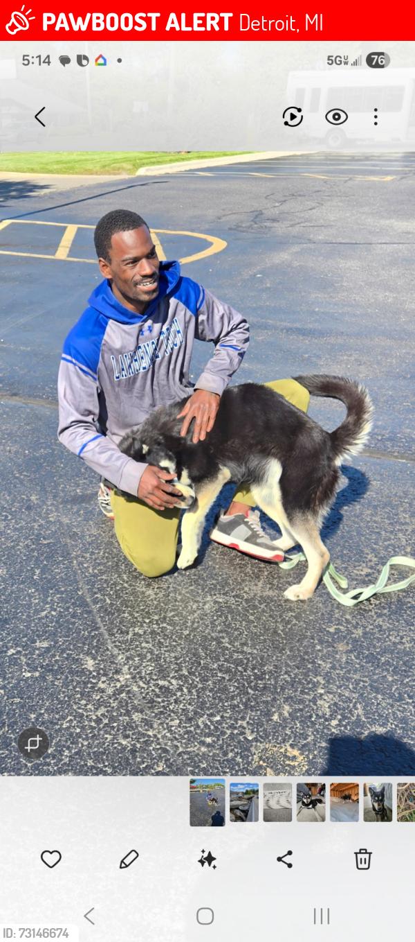 Lost Female Dog last seen Outer Drive E, Detroit, MI 48234
