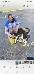 Lost Female Dog last seen Outer Drive E, Detroit, MI 48234