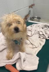Shelter Stray Male Dog last seen Near Deer Ridge dr Apt 204, 21210, MD, 301 Stockholm St, Baltimore, MD 21230, USA
