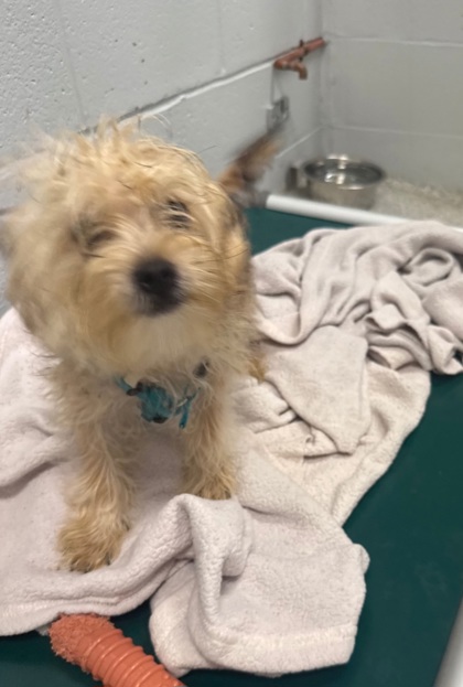 Shelter Stray Male Dog last seen Near Deer Ridge dr Apt 204, 21210, MD, 301 Stockholm St, Baltimore, MD 21230, USA