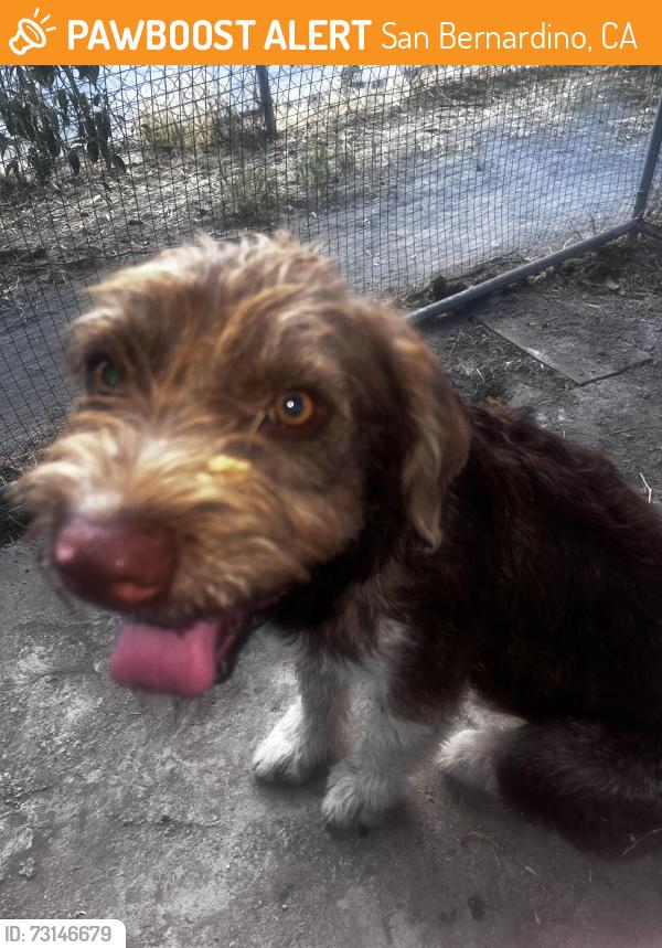 Found/Stray Male Dog last seen Baseline and mount vernon, San Bernardino, CA 92411