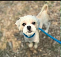 Shelter Stray Female Dog last seen Near Deer Ridge dr Apt 204, 21210, MD, 301 Stockholm St, Baltimore, MD 21230, USA