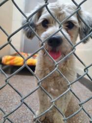 Shelter Stray Male Dog last seen Railroad Avenue (on the railroad), North Charleston, SC, 2455 Remount Rd, North Charleston, SC 29406, USA