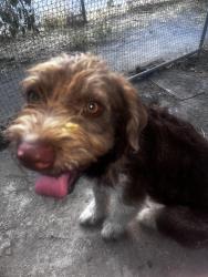 Found/Stray Male Dog last seen Baseline and mount vernon, San Bernardino, CA 92411