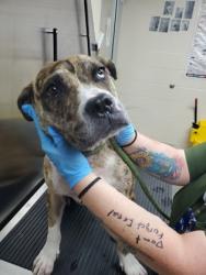Shelter Stray Female Dog last seen Near Marseilles Drive, North Charleston, SC, 2455 Remount Rd, North Charleston, SC 29406, USA