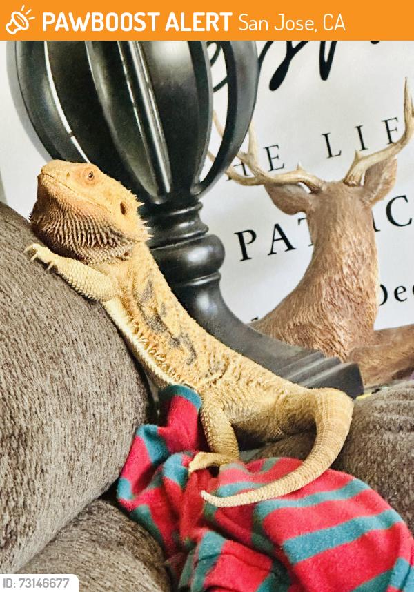 Found/Stray Unknown Reptile last seen Flint ave, San Jose, CA 95148