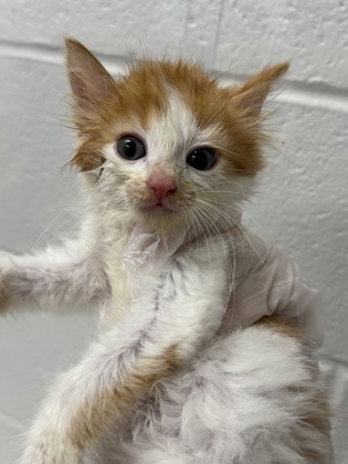 Shelter Stray Male Cat last seen Near Truesdale, Balt, MD 21206, 21206, MD, 301 Stockholm St, Baltimore, MD 21230, USA