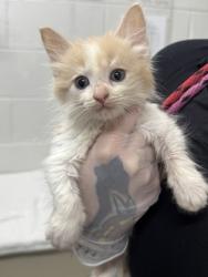 Shelter Stray Male Cat last seen Near Truesdale, Balt, MD 21206, 21206, MD, 301 Stockholm St, Baltimore, MD 21230, USA