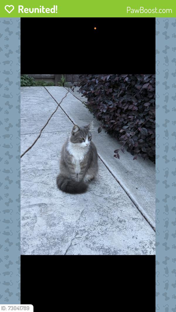 Reunited Male Cat last seen 3rd st., Campbell, CA 95008