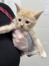 Shelter Stray Female Cat last seen Near Truesdale, Balt, MD 21206, 21206, MD, 301 Stockholm St, Baltimore, MD 21230, USA