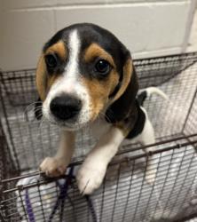Shelter Stray Male Dog last seen Schaad rd near Walmart, Knox County ASO, TN, 3201 Division St, Knoxville, TN 37919, USA