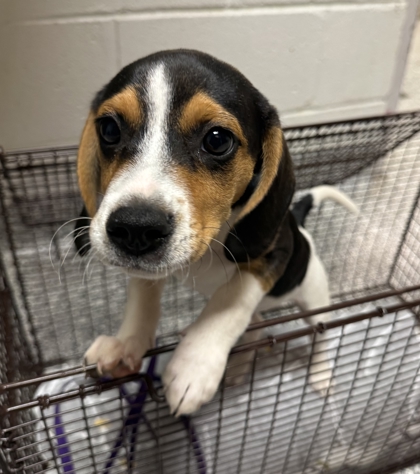 Shelter Stray Male Dog last seen Schaad rd near Walmart, Knox County ASO, TN, 3201 Division St, Knoxville, TN 37919, USA
