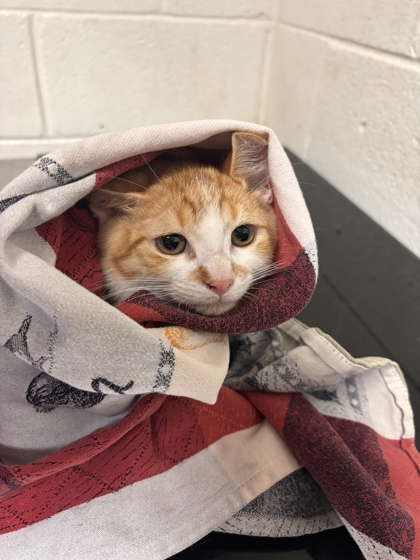 Shelter Stray Male Cat last seen Near Merchant Dr, Knox County GP, TN, 3201 Division St, Knoxville, TN 37919, USA