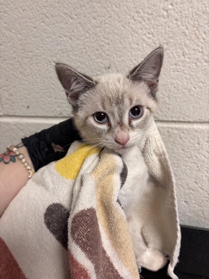 Shelter Stray Female Cat last seen Near Merchant Dr, Knox County GP, TN, 3201 Division St, Knoxville, TN 37919, USA