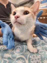 Shelter Stray Female Cat last seen Near Cindy Lane, Gastonia, NC, 1491 Business Park Ct, Gastonia, NC 28052, USA