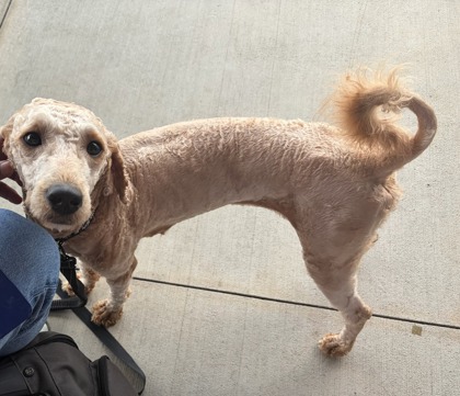 Shelter Stray Female Dog last seen Piedmont Rd and Pine St., Atlanta, GA, 1251 Fulton Industrial Blvd NW, Atlanta, GA 30336, USA