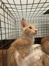 Shelter Stray Male Cat last seen Near Greenwell springs Rd., 70814, LA, 2550 Gourrier Ave, Baton Rouge, LA 70820, USA