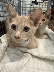Shelter Stray Male Cat last seen Near Greenwell springs Rd., 70814, LA, 2550 Gourrier Ave, Baton Rouge, LA 70820, USA