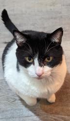 Reunited Male Cat last seen Near Sierra Blvd, Roseville, CA 95678, USA, Roseville, CA 95678