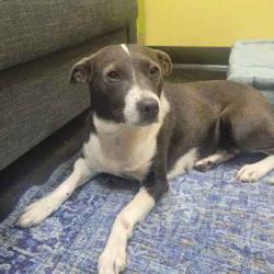 Shelter Stray Female Dog last seen Egypt Central, Memphis, TN, 935 Farm Rd, Memphis, TN 38134, USA