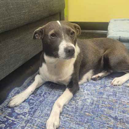 Shelter Stray Female Dog last seen Egypt Central, Memphis, TN, 935 Farm Rd, Memphis, TN 38134, USA