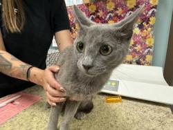 Shelter Stray Female Cat last seen Eileen ST Toledo 43615, Lucas County, OH, 827 Illinois Ave, Maumee, OH 43537, USA
