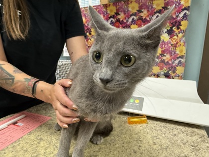 Shelter Stray Female Cat last seen Eileen ST Toledo 43615, Lucas County, OH, 827 Illinois Ave, Maumee, OH 43537, USA