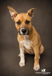 Shelter Stray Female Dog last seen Cove Ave & E American Ave, Orange Cove Zone Fresno CO 4 93646, CA, 1510 W Dan Ronquillo Dr, Fresno, CA 93706, USA