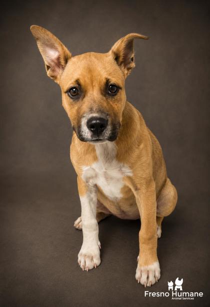 Shelter Stray Female Dog last seen Cove Ave & E American Ave, Orange Cove Zone Fresno CO 4 93646, CA, 1510 W Dan Ronquillo Dr, Fresno, CA 93706, USA