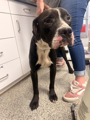Shelter Stray Male Dog last seen Wildflower way/ Countyline road, New Bern,, 1639 Old Airport Rd, New Bern, NC 28562, USA