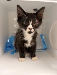 Shelter Stray Male Cat last seen Near Winn Circle, New Bern, NC, 1639 Old Airport Rd, New Bern, NC 28562, USA