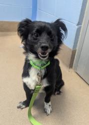 Shelter Stray Male Dog last seen N. Peachtree Rd & E Kings Point Cir, 30338, GA, 3280 Chamblee Dunwoody Rd, Chamblee, GA 30341, USA