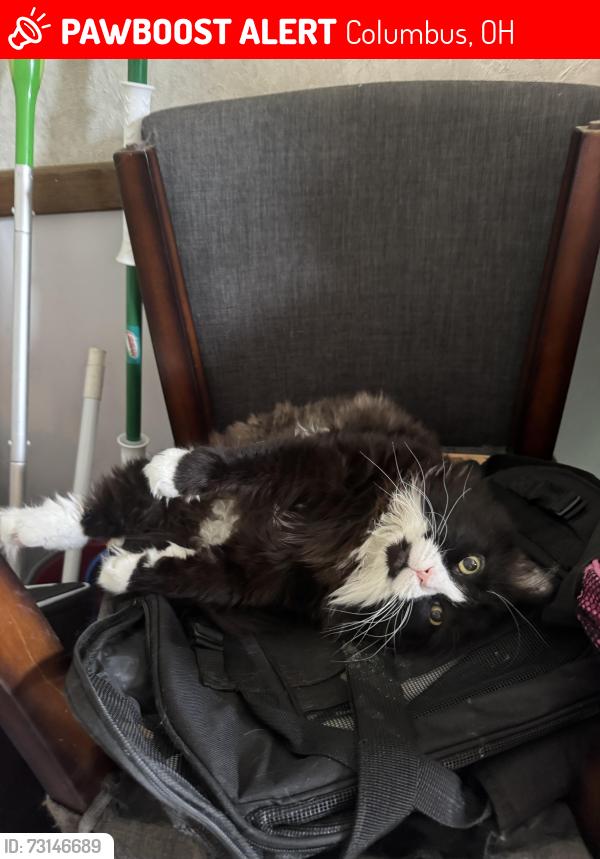 Lost Male Cat last seen Firewood Lane, Columbus, OH 43119