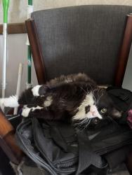 Lost Male Cat last seen Firewood Lane, Columbus, OH 43119
