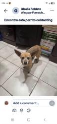 Lost Female Dog last seen Cascadia Dr and Wingdale, Houston, TX 77082