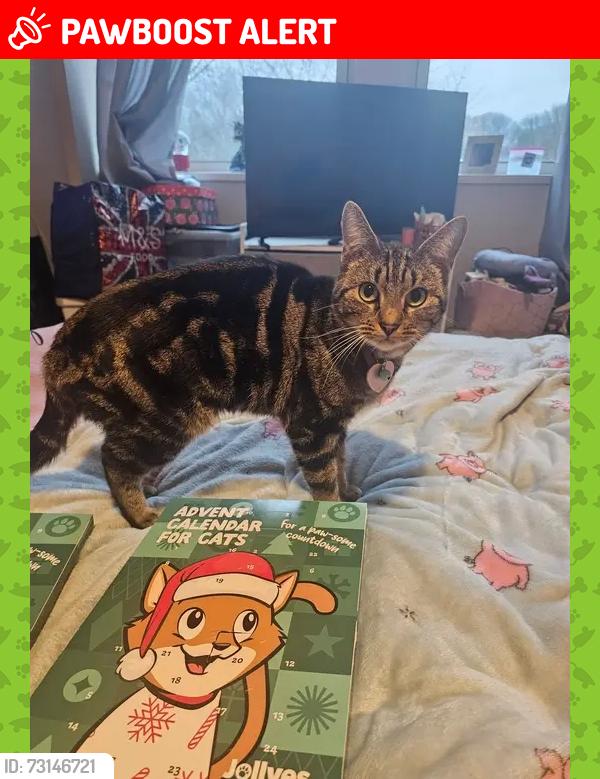 Lost Female Cat last seen Castleview hse, East Lane, Runcorn, WA7 2DR, Palacefields, England WA7 2DR