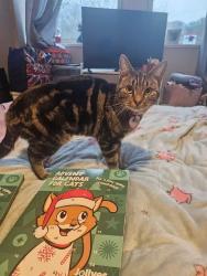 Lost Female Cat last seen Castleview hse, East Lane, Runcorn, WA7 2DR, Palacefields, England WA7 2DR