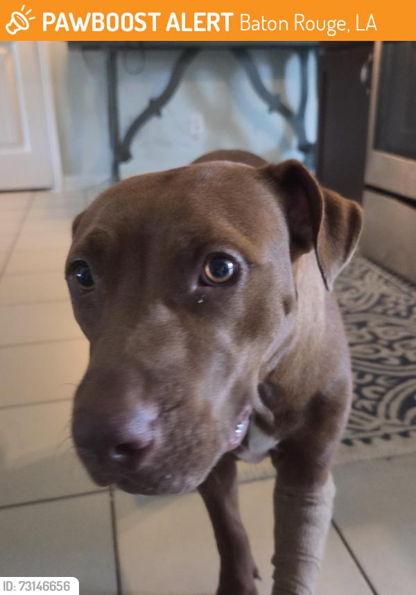Found/Stray Female Dog last seen 72nd street, Baton Rouge, LA 70807