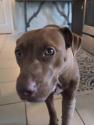 Found/Stray Female Dog last seen 72nd street, Baton Rouge, LA 70807