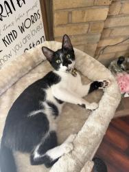 Lost Female Cat last seen Haltom City, TX 76148, Haltom City, TX 76148