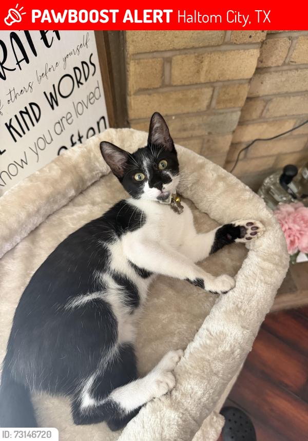 Lost Female Cat last seen Haltom City, TX 76148, Haltom City, TX 76148