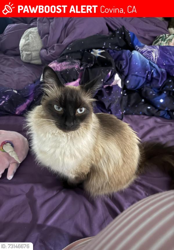 Lost Female Cat last seen Home, 740 S Corrida Dr, Covina, CA 91724 And around. We have been unable to find a trace of her., Covina, CA 91724