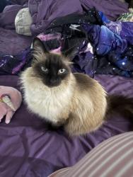 Lost Female Cat last seen Home, 740 S Corrida Dr, Covina, CA 91724 And around. We have been unable to find a trace of her., Covina, CA 91724