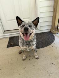 Reunited Female Dog last seen Fruitland Road, near Bible College, Hendersonville, NC 28792