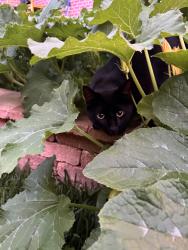 Lost Male Cat last seen Castlegate Park, College Station, TX 77845