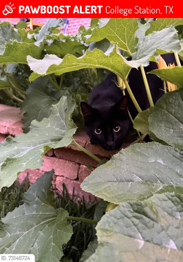 Lost Male Cat last seen Castlegate Park, College Station, TX 77845